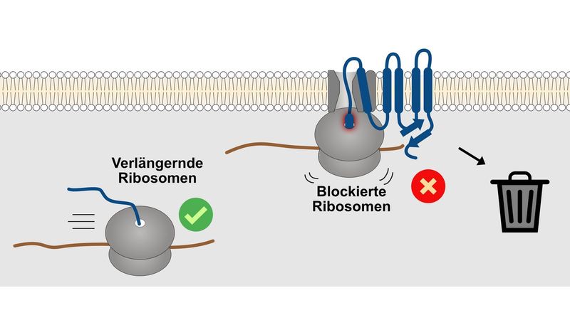 Segmente von Proteinen, die Lipidmembranen durchspannen, sind sehr hydrophob. Diese Segmente neigen dazu, ungewollte Interaktionen mit Komponenten der Proteinsynthesemaschinerie einzugehen, wodurch die Ribosomen steckenbleiben. In der Folge wird das unvollständige Protein schnell eliminiert. (Bild:  Trentini/Uni Köln)