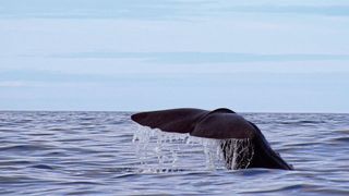 Tiere – beispielsweise Wale – geben die unterschiedlichsten Lautäußerungen von sich. (Symbolbild) (Bild: gemeinfrei)
