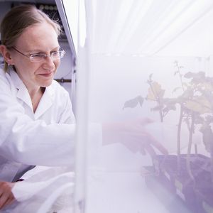 Franziska Beran mit Pflanzen, die von Kohlerdflöhen befallen sind, bei Untersuchungen im Labor.