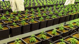 Blick in eine professionelle Cannabis-Plantage (Symbolbild) (©felix_brönnimann - stock.adobe.com)