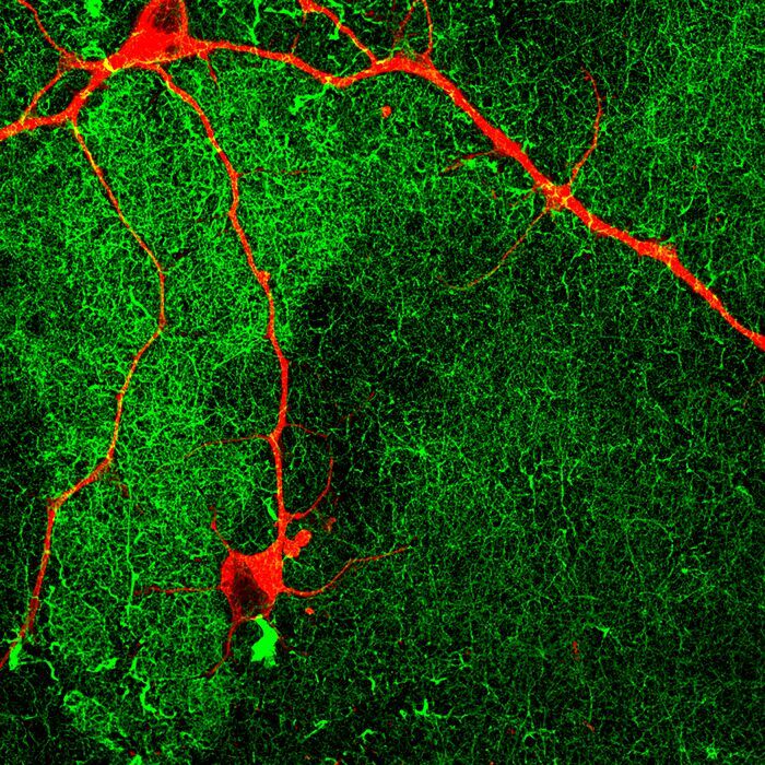 Fluorescent image of a human neuron (red) growing on the coating with fast-moving molecules (green) for 60 days.