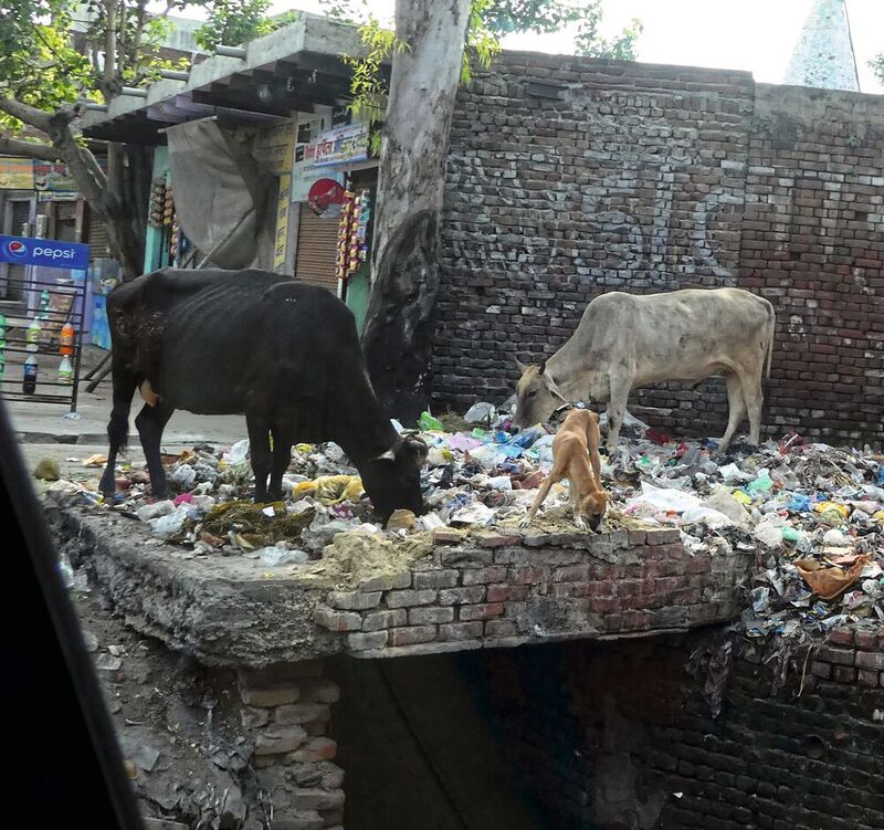Mülldeponie in Indien: Hier entstand ein äusserst nützliches Bakterium.