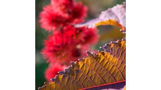 Blätter und Blütenstand der auch als Wunderbaum bezeichneten Rizinpflanze Ricinus communis.  (gemeinfrei)