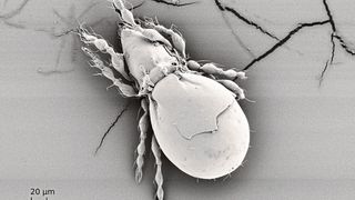 Die Hornmilbe Oppiella nova – ein uraltes asexuelles Phänomen (M. Maraun and K. Wehner)