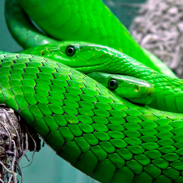 Mamba Ransomware verschlüsselt ganze Festplatte