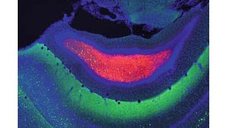 Schichten des Hippocampus. Die Zellkörper der Moos-Zellen sind rot, Interneuronen, welche die Neuronen verbinden, sind grün, und andere Neuronen sind blau dargestellt. (Ryuichi Shigemoto)