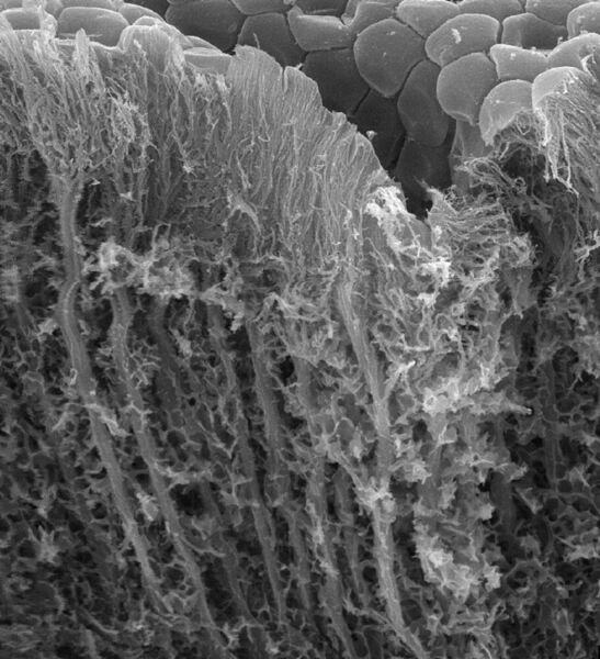 Die stabilen Fasern im Inneren und die gummiartige Außenhülle sorgen für den stabilen Halt der Heuschrecke. (Stanislav Gorb)