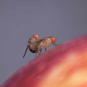 Fruchtfliegen bei der Paarung.