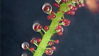 Ein karnivores Blatt von Triphyophyllum peltatum mit Drüsen, die zum Fang von Insekten eine klebrige Flüssigkeit absondern.  (Bild: Traud Winkelmann / Universität Hannover)
