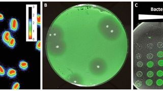 Fluoreszierende Sensorbakterien, helfen den Forschenden dabei, antimikrobielle Peptide wie Bacteriocine zu detektieren. Die Fluoreszenzmikroskopischen Aufnahmen zeigen einzelne Bakterien (A) bzw. Kulturen auf Agarplatten (B und C).  (A) Bei Kontakt mit dem Bacteriocin leuchten die Sensorbakterien im Außenbereich blau-grün. (B) Rund um die weißen Kolonien eines Bacteriocin-Produzenten sind deutlich die Hemmhöfe im Rasen der fluoreszenten Sensorbakterien zu sehen. (C) In Abhängigkeit zur Verdünnung (von rechts nach links zunehmend) und der Bacteriocin-Konzentration (von unten nach oben zunehmend) wird das Wachstum der Sensorbakterien gehemmt.  (Dr. Christian Riedel / Uni Ulm)