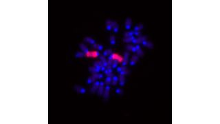 Dies sind die Chromosomen aus einer weiblichen Mauszelle (blau gefärbt), in der die X-Chromosomen zusätzlich rot gefärbt sind (Bild: Edda Schulz / MPI f. mol. Genetik)