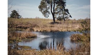 Interzero hat mit der Recycling-Allianz Interseroh+ GmbH eine Überlebenschance für unsere Moore ins Leben gerufen. Jeder, der seine Verpackungen lizensiert, kann damit dafür sorgen, dass diese wichtigen Klimaschutz-Landschaften nebst Fauna und Flora erhalten bleiben. (Bild: Interzero)