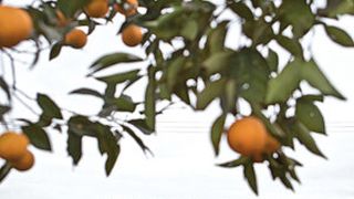 DB Schenker Logistics bietet mit seinem globalen Netzwerk mit mehr als 2000 Standorten lückenlose Kühlketten vom Erzeuger bis zum Einzelhandel. (Bild: DB Schenker)