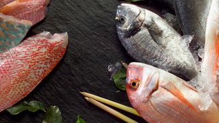 Bei einer intakten Kühlkette werden Produkte per Kühlschiff/Tiefkühl-Lkw geliefert und bei mindestens -20 °C eingelagert. (Pierau)