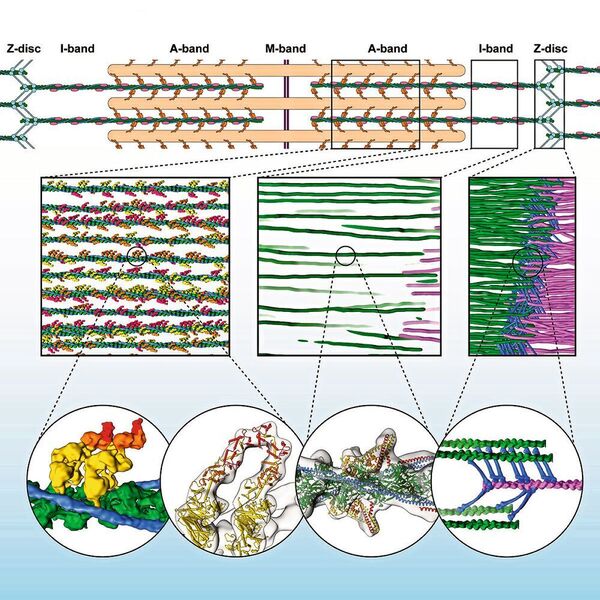 Organisation des Sarkomers auf molekularer Ebene.  
Erste Zeile zeigt eine schematische Darstellung des Sarkomers.   
Die zweite Zeile zeigt die dreidimensionale Organisation des Sarkomers und die Plastizität auf molekularer Ebene (dünne Filamente: grün, rosa, a-Actinin: blau).   
Die dritte Reihe zeigt die Interaktion der Muskelproteine im Detail.   
Die ersten beiden Blasen zeigen die Interaktion der Myosinköpfe (gelb, orange, rot) mit Aktin (grün). Die dritte Blase v. l. zeigt Details von Aktin, Tropomyosin und Troponin im A-Band. Die letzte Blase (rechts) zeigt das unregelmäßige Geflecht von a-Actinin (blau), das Aktinfilamente (grün, rosa) in der Z-Scheibe vernetzt.  (MPI f. molekulare Physiologie)