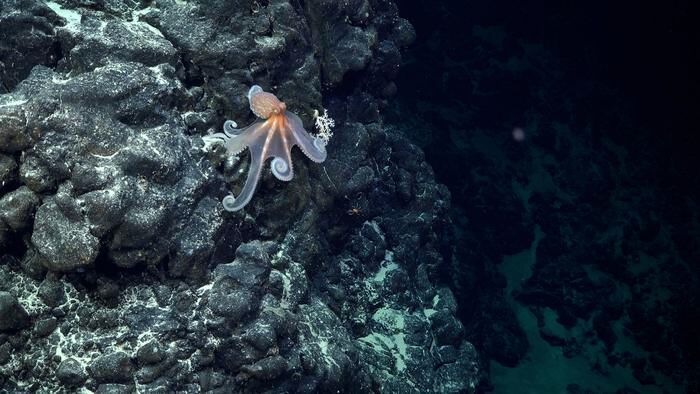 An octopus documented during Dive 674, an exploration transect on the southeastern flank of an unexplored and unnamed seamount located within the national jurisdiction of Chile, east of Motu Motiro Hiva, an uninhabited island along the Salas y Gómez Ridge. The dive started at ~800 m depth and traveled upslope to ~270 m. This island is located near the western-central extent of the Salas y Gómez Ridge. (Source: ROV SuBastian / Schmidt Ocean Institute)