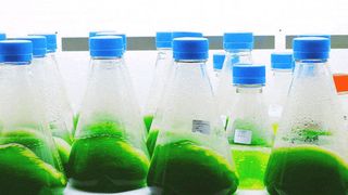 Using advanced cell engineering technologies at Synthetic Genomics, the ExxonMobil-Synthetic Genomics research team modified an algae strain to enhance the algae’s oil content  (Exxon Mobil)