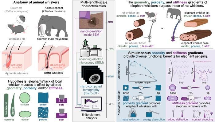 Visual summary of the paper showing the functional benefits of geometry, porosity, and stiffness gradients (Source: MPI-IS/A. K. Schulz and K. J. Kuchenbecker)
