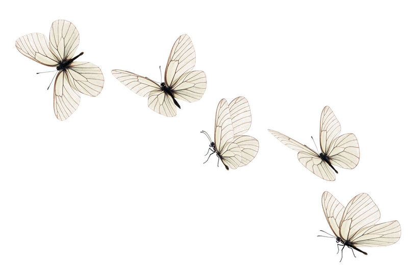 Für den neuartigen Generator setzen die chinesischen Forscher auf leichte Strukturen, die sowohl die Form als auch die Struktur von Schmetterlingsflügeln imitieren.