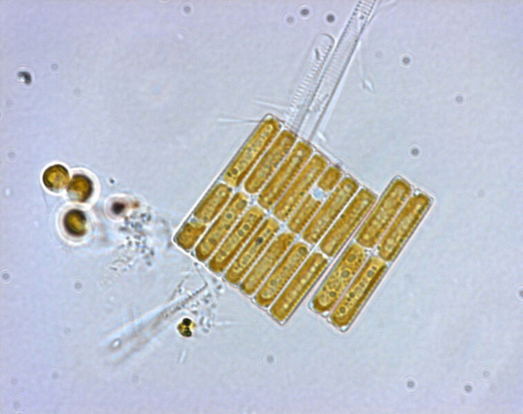 Abb. 1: Neun Fragilariopsis cylindrus Algen liegen nebeneinander. Jede der Zellen enthält zwei Chloroplasten, in denen sie durch Photosynthese Energie gewinnen. In der Seitenansicht misst die Schale einer Fragilariopsis cylindrus etwa 15 Mikrometer. Drei Algen aneinandergereiht passen also in den Durchmesser eines Haares.  (Bild: Dr. Gerhard Dieckmann, Alfred-Wegener-Institut)