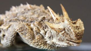 Texanische Krötenechse (Bild: Fraunhofer IPT)