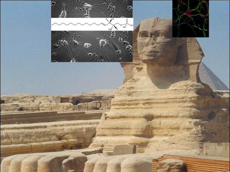 Sphingolipide sind in Anlehnung an die Sphinx benannt, weil sie Wissenschaftler vor immer neue Rätsel stellen. Rechts oben im Bild angefärbte Neuronen. Links oben befindet sich die Struktur des Sphingosin 1-Phosphats. ((c) Collage: Gerhild van Echten-Deckert/Daniel N Mitroi)