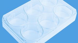 Die neue Thermo Scientific Nuclon Vita Stammzellenkulturoberfläche ermöglicht die direkte Anhaftung, Koloniebildung und das Wachstum von menschlichen embryonlanen Stammzellen.  (Bild: Thermo Fisher Scientific)