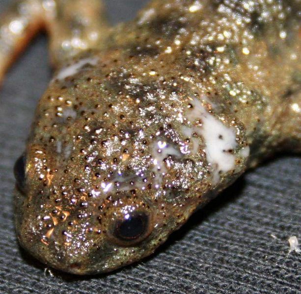 Sekretabsonderung beim Salamander  (Bild: Egon Heiss)