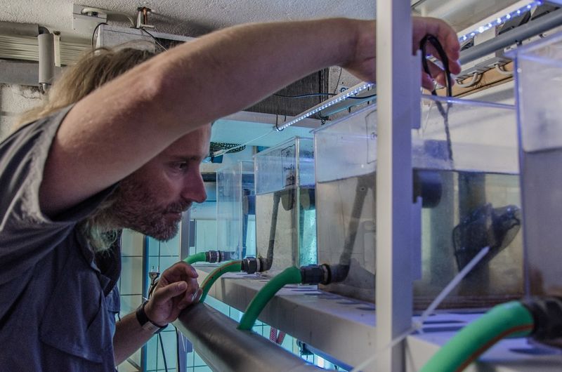 AWI-Biologe Mathias Wegner fischt Stichlinge aus einem der Testbecken. (Bild: Tina Wagner, Alfred-Wegener-Institut)