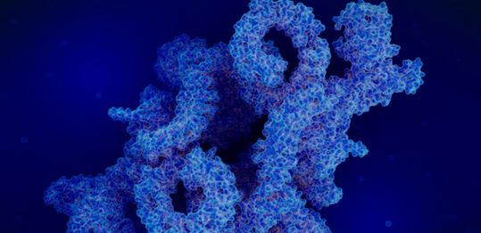 New research focused on mTOR, the protein at the center of the most commonly altered pathway in cancer, which is the working engine of two different protein complexes, mTORC1 (shown here) and mTORC2.(Source:  Brown University)