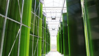 In der Photobioreaktor-Pilotanlage wurde die Dauerproduktion von Mikroalgen erfolgreich getestet. (Bild: Ecoduna)