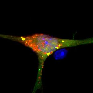 (© AG van Echten-Deckert/Uni Bonn)