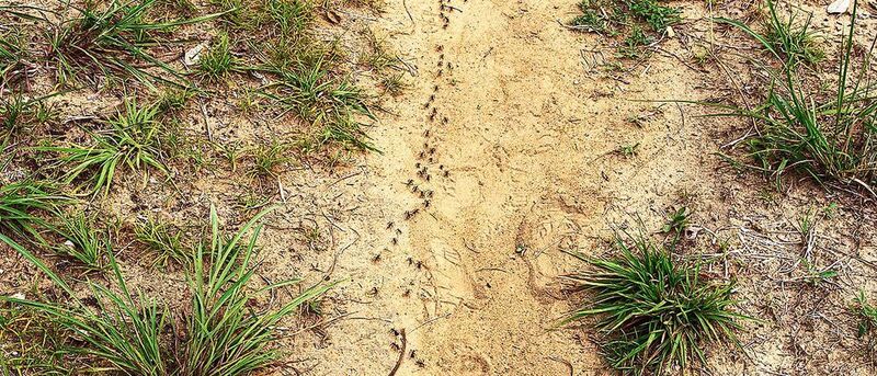 Matabele-Ameisen auf Raubzug: Um schneller voranzukommen, bevorzugen sie Wege über offenes Gelände. (Erik Frank)