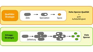 Verschiedene Lebenszyklusstrategien sporenbildenden Bakterien. (Bild: © MPI f. terrestrische Mikrobiologe/ Bischofs-Pfeifer, mozifiziert nach [3])