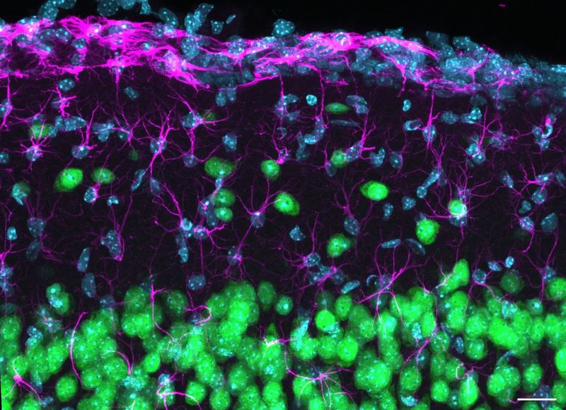 Fernsteuerung im Kortex  Eine neue Studie zeigt eine umfangreiche Lokalisierung von mRNA und lokale Proteinsynthese in der äußersten Schicht der Großhirnrinde – einem Schlüsselort für synaptische Plastizität, Wahrnehmung und Lernen.  Die äußerste Schicht der Großhirnrinde (zerebraler Kortex) ist ein wichtiger Knotenpunkt für Informationen aus dem gesamten Gehirn. Forschende am Max-Planck-Institut für Hirnforschung haben entdeckt, dass Synapsen in dieser dünnen Schicht Proteine lokal produzieren können. Das Team liefert die erste umfassende molekulare Karte der kortikalen „Schicht 1“ und ihrer Synapsen. Sie zeigt eine spezialisierte Signatur sowie unerwartete Ähnlichkeiten mit dem Hippocampus.  Das Bild ist eine fluoreszenzmikroskopische Aufnahme der kortikalen Schicht 1. Es hebt die zelluläre Architektur dieser äußersten kortikalen Schicht hervor. Zellkerne sind in Cyan, Astrozyten in Magenta und Neuronen in Grün dargestellt. Maßstabsbalken = 20  Hier geht‘s zur Originalmeldung Wissenschaftsbild des Tages vom 27.10.2026  (Bild: Max-Planck-Institut für Hirnforschung / T. Spanò)
