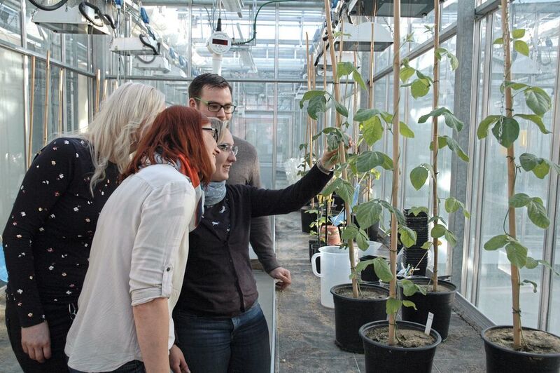 Fig. 1: At the Julius Kühn Institute (JKI), Federal Research Center for Cultivated Plants in Quedlinburg, some researchers are trying to change the DNA of cultivated plants such as soy bean via genome editing in order to scientifically investigate the 