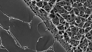 Britische Forscher arbeiten an der Herstellung schmierölfreier Lager für Maschinen, die wie Knorpel reagieren. Hier ein Blick auf die Grenzschicht zwischen der Polydimethylsiloxan-Matrix (rechts) und darin eingebetteten Hydrogelteilchen (links). (Leeds.ac.uk)