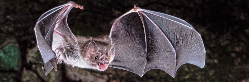 Die Gemeine Vampirfledermaus (Desmodus rotundus) ernährt sich ausschließlich vom Blut anderer Tiere. Anpassungen an diese einzigartige Ernährung sind u. a. auf den Verlust von Genen zurückzuführen.(Bild:  Brock Fenton)