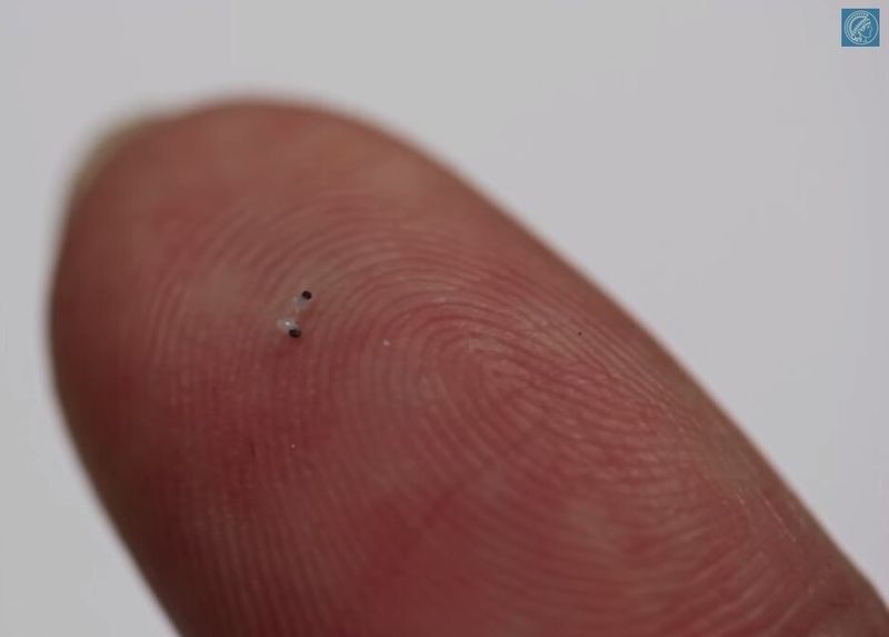 300 Mikrometer groß: Der Nanoschwimmer auf einer Fingerkuppe (MPI für Intelligente Systeme)