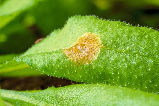 Das Blatt der Ackerschmalwand Arabidopsis thaliana weist eine Infektion mit dem Pilz Sclerotinia sclerotiorum auf. Dieser Erreger, der die Weißstängelkrankheit verursacht, kann die Pflanze trotz ihrer chemischen Abwehr besiedeln, indem er zwei Entgiftungsmechanismen nutzt, die die Pflanzengifte außer Kraft setzen. Das Blatt der Ackerschmalwand Arabidopsis thaliana weist eine Infektion mit dem Pilz Sclerotinia sclerotiorum auf. Dieser Erreger, der die Weißstängelkrankheit verursacht, kann die Pflanze trotz ihrer chemischen Abwehr besiedeln, indem er zwei Entgiftungsmechanismen nutzt, die die Pflanzengifte außer Kraft setzen.