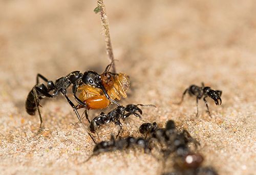 Matabele-Ameisen kehren von einem erfolgreichen Raubzug zurück. Die große Ameise trägt als Beute zwei Termitensoldaten der Gattung Macrotermes sp. im Mund. ((c) Erik Frank, Biozentrum der Universität Würzburg)
