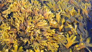 Blasentang (Larissa Büdenbender, GEOMAR)