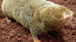 Eine internationales Konsortium hat das Genom des Blindmulls entschlüsselt. Im Bild – Blindmull Spalax galili (Bild: Prof. Dr. Eviatar Nevo, Haifa, Israel)