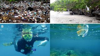 Abb. 1: Plastikverschmutzung im Meer vor Nord-Sulawesi (Indonesien). (A) Müll wird am Strand von Bunaken Island (links) angespült und bleibt bei Hochwasser in den Mangroven hängen (rechts). (B) In kürzester Zeit lassen sich schnorchelnd Unmengen an Plastik einsammeln (links, Foto: Stefanie Ries), die vor der Küste im Ozean schwimmen (rechts). (Bild: LMU München)
