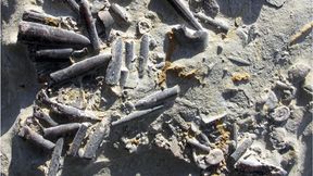 Die Belemniten (Kopffüßer aus dem Mesozoikum) im Bild stammen aus Peniche in Portugal. Sie lebten während einer Wärmekrise vor ca. 183 Millionen Jahren und sind nur halb so groß wie ihre Artgenossen direkt vor und nach der Krise. (Bild: Kenneth De Baets)