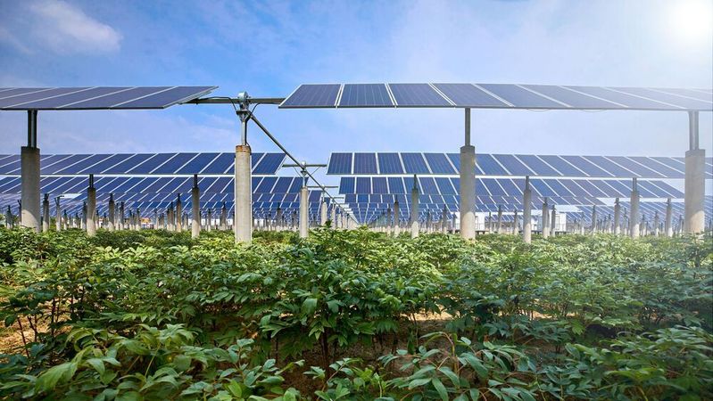 Agri-Photovoltaik will die Solarstromerzeugung und Landwirtschaft unter einen Hut bringen. Dieser Ansatz soll künftig über das Erneuerbare-Energien-Gesetz (EEG) stärker gefördert werden. (Bild:  jeson - stock.adobe.com)