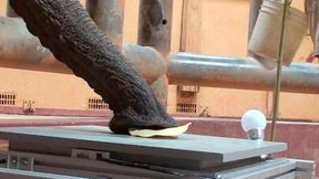 Wer nicht gut sieht, sollte zumindest gut ertasten können. Und das kann der Elefant mit seinem haarigen Rüssel auch ziemlich gut und sensibel. Forscher aus Stuttgart haben sich deshalb überlegt, ob man dieses Greifsystem nicht als neue Technik für Roboter umsetzen kann ... (Bild: Zoo Magic)