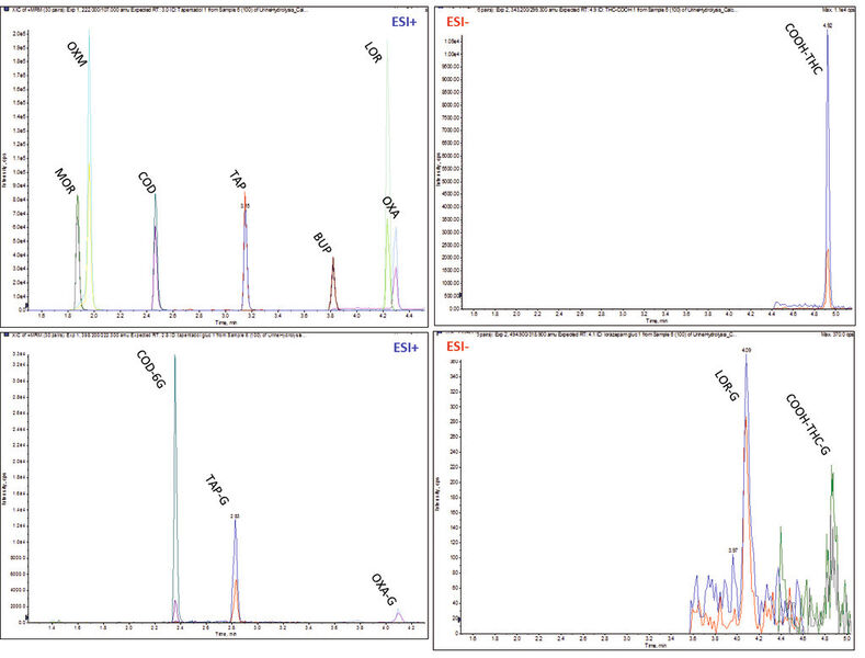 Abb.3: Overlay-Massenchromatogramme gespikter Urinproben nach automatisierter Hydrolyse. MRM-Übergänge der Analyten in nichtkonjugierter (oben) und in ihrer konjugierten Form (unten). (Bild: Gerstel)