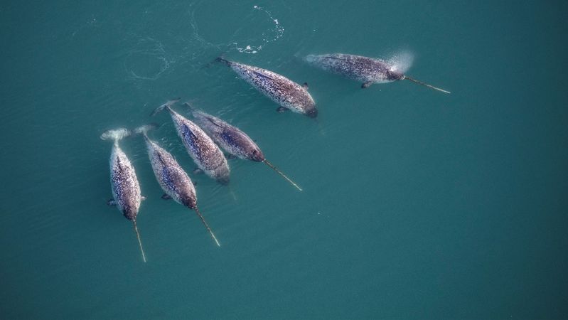Narwale – hauptsächlich die Männchen – zeichnen sich durch einen langen, schraubenförmig gewundenen Stoßzahn aus.(Bild:  Carsten Egevang, Greenland Institute of Natural Resources, Nordwest-Grönland, 2021)