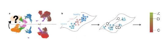 Abb.2: (a) Das Tool scGen [1] prognostiziert die Reaktion auf eine einzelne Stimulation mithilfe der Vektorarithmetik des latenten Raums. Hier sind Kontroll- und stimulierte menschliche Blutzellen dargestellt, wobei die Farben die Zelltypen anzeigen und die ausgegrauten Zellen korrekt vorhergesagt wurden. (b). Das Deepcell-Modell kann die Reaktion einer einzelnen Zelle auf eine Pertubation für viele Medikamente gleichzeitig vorhersagen. Es kann für das In-silico-Arzneimittelscreening und die Anpassung von Wirkstoffen verwendet werden, indem es diese nach der Überlappung der vorhergesagten Population mit der Population mit der gewünschten Behandlungswirkung einstuft.(Bild:  Prof. Dr. Fabian Theis)